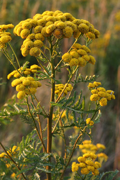 Rainfarn im Abendlicht
