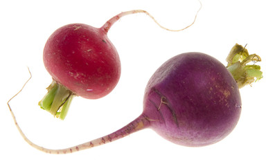 A pair of red and purple radishes(Raphanus sativus)