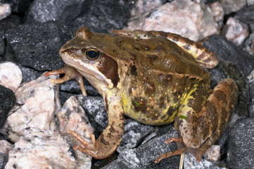 rana temporaria, common frog