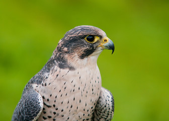 Peregrine Falcon portrait