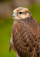 Falcon Portriat