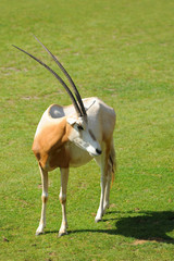 Zoo 6