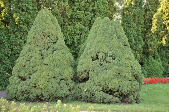 thujas in beautiful garden