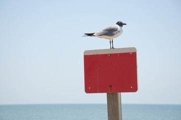 An empty red and white sign with a sea bird