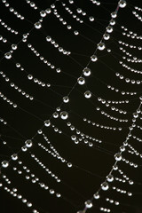 Water Droplets on a Cobweb 05