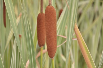 Typha latifolia L. variegata in beautiful gardan
