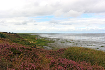 Heidelandschaft in Morsum / Sylt / Germany