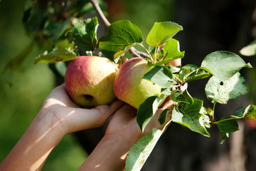 harvest of apple