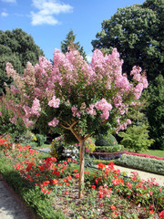 Fototapeta premium ścieżki ogrodowe