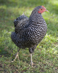 black and white hen