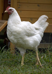 hen house guard