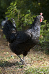 black hen