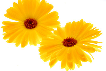 yellow daisy flowers