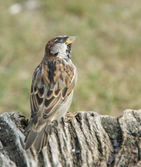 der Haussperling