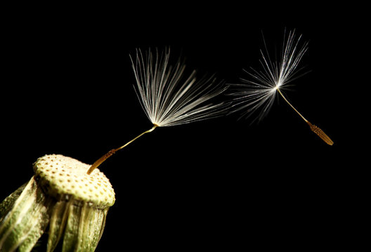 Fototapeta Dandelion