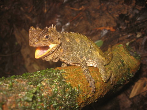 Guichenot's Dwarf Iguana (Enyalioides laticeps)