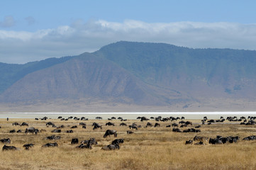 Ngorongoro