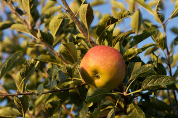 Apfel vor der Ernte