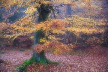herbstlich gefärbte Buche - Soft Effekt - Doppelbelichtung