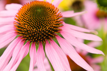 violet flower blossom