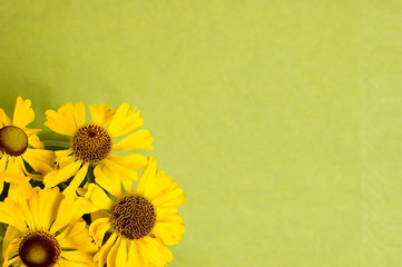 yellow daisy flowers