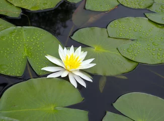 Vlies Fototapete Wasserlilien White water lily in pond