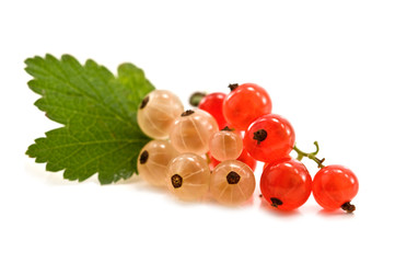 currant
