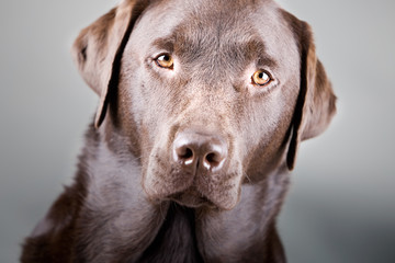 Obraz premium Striking Head Shot of a Handsome Chocolate Labrador