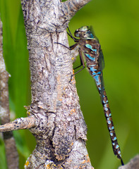 Large Dragonfly