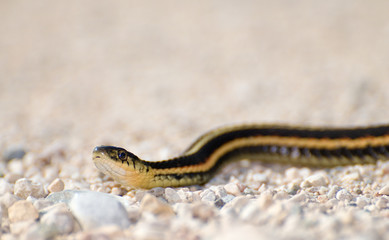 Garter Snake
