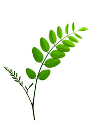 acacia leaf  isolated