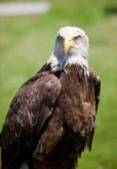 american bald eagle