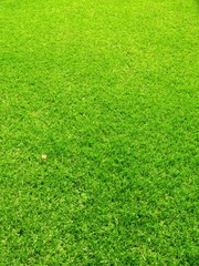 Relvado - Campo - Jardim © PHOTON
