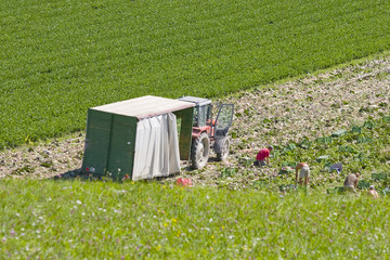 erntearbeiter © remar