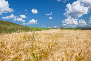 Wheaten field