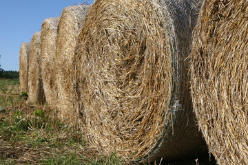 Runde grosse Strohballen