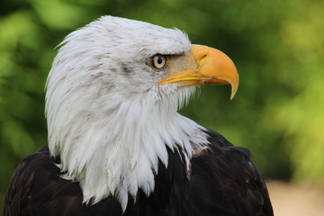 Weisskopfseeadler 10