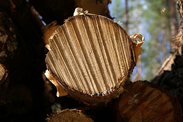 Birch Tree Cut