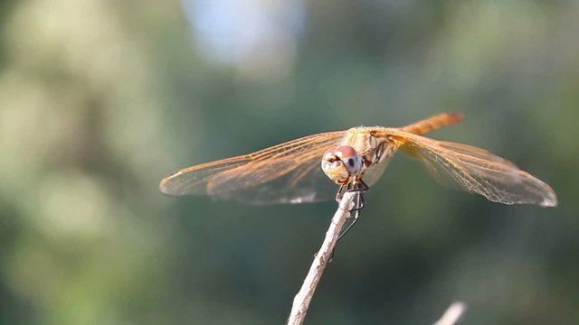 Dragonfly