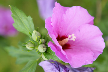 hibiskus,blume © Swetlana Wall