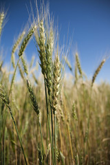 Fototapeta premium Agriculture