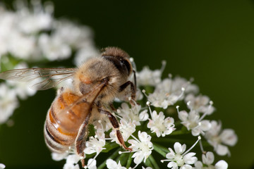 Bee and flower