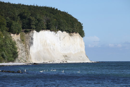 Kreidefelsen - Rügen - Chalk cliff