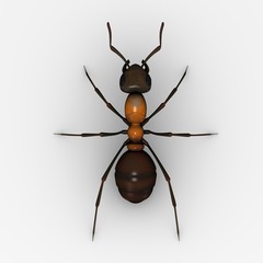 wood ant