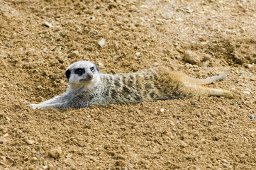 Fototapeta premium Meerkat lazing about on a hot day