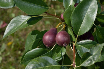 Red Pears on the tree