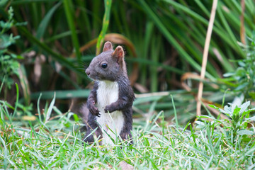 Fototapeta premium squirrel