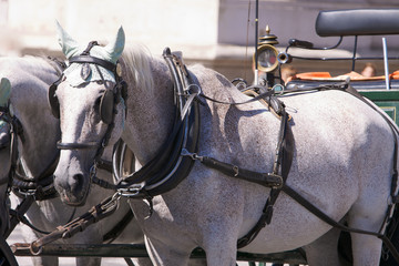 Obraz premium cavallo bianco