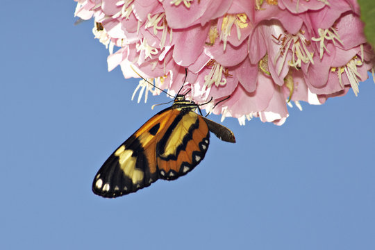 Schmetterling an einer Bl&uuml;te