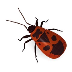 firebug